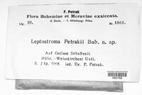 Leptostroma petrakii image